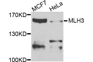 Western blot analysis of extracts of MCF7 and HeLa cells, using MLH3 antibody.