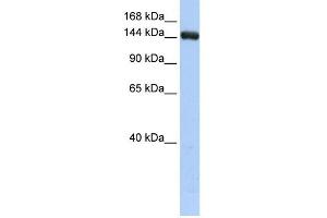 UGCGL2 antibody used at 1 ug/ml to detect target protein. (UGCGL2 antibody  (Middle Region))