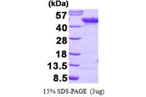 SDS-PAGE (SDS) image for Enolase 1 (ENO1) (AA 1-434) protein (ABIN666899) (ENO1 Protein (AA 1-434))