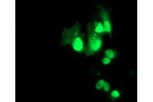 Anti-PBX1 mouse monoclonal antibody (ABIN2454629) immunofluorescent staining of COS7 cells transiently transfected by pCMV6-ENTRY PBX1 (RC210944).