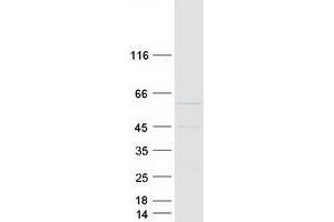Western Blotting (WB) image for Mitochondrial Antiviral Signaling Protein (MAVS) protein (Myc-DYKDDDDK Tag) (ABIN2725562)