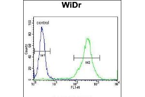 Flow cytometric analysis of WiDr cells (right histogram) compared to a negative control cell (left histogram). (FAM3B antibody  (N-Term))