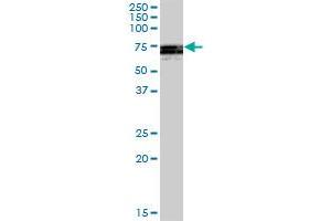 ATG16L1 MaxPab polyclonal antibody. (ATG16L1 antibody  (AA 1-523))