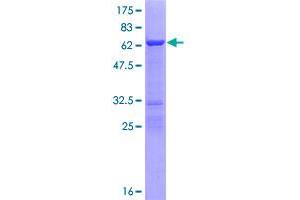 NECAB3 Protein (AA 1-362) (GST tag)