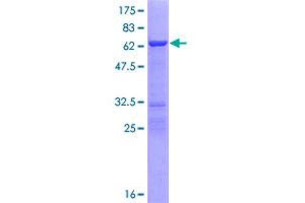 NECAB3 Protein (AA 1-362) (GST tag)