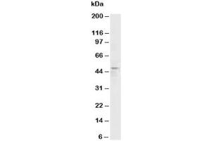 Western blot testing of HRH3 antibody and rat brain tissue lysate (HRH3 antibody  (C-Term))
