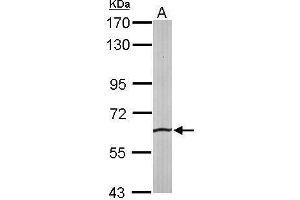 WB Image Sample (50 ug of whole cell lysate) A: mouse liver 7. (SRPR antibody  (Center))
