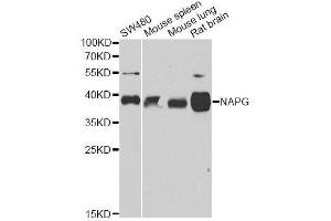 Western blot analysis of extracts of various cell lines, using NAPG antibody. (NAPG antibody  (AA 1-312))