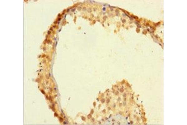 ZSCAN2 antibody  (AA 1-433)