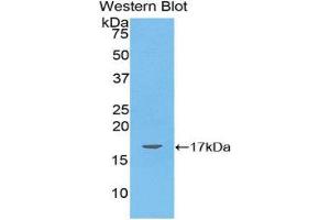 Western Blotting (WB) image for anti-Angiopoietin-Like 4 (ANGPTL4) (AA 286-409) antibody (ABIN3207382) (ANGPTL4 antibody  (AA 286-409))