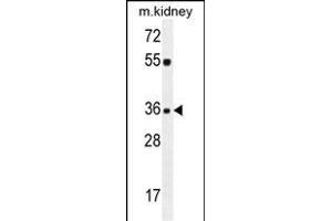 KLF14 Antibody (C-term) (ABIN654237 and ABIN2844068) western blot analysis in mouse kidney tissue lysates (35 μg/lane). (KLF14 antibody  (C-Term))