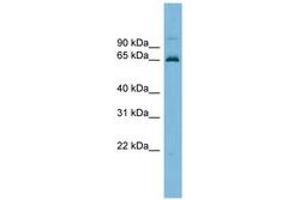 Image no. 1 for anti-Tripartite Motif Containing 25 (TRIM25) (AA 251-300) antibody (ABIN6745233) (TRIM25 antibody  (AA 251-300))