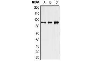 Western blot analysis of HSP90 beta (pS254) expression in HeLa heat shocked-treated (A), NIH3T3 heat shocked-treated (B), PC12 heat shocked-treated (C) whole cell lysates. (HSP90AB1 antibody  (pSer254))