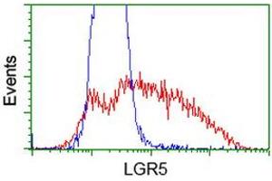 HEK293T cells transfected with either RC212825 overexpress plasmid (Red) or empty vector control plasmid (Blue) were immunostained by anti-LGR5 antibody (ABIN2454609), and then analyzed by flow cytometry. (LGR5 antibody  (AA 250-550))