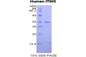 SDS-PAGE (SDS) image for Inter alpha Globulin Inhibitor H5 (ITIH5) (AA 251-508) protein (His tag) (ABIN1877601)