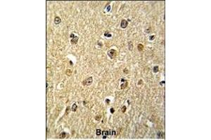 Formalin-fixed and paraffin-embedded human brain reacted with NKRF Antibody (Center), which was peroxidase-conjugated to the secondary antibody, followed by DAB staining. (NKRF antibody  (AA 205-233))