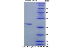 SDS-PAGE (SDS) image for Glutathione S-Transferase pi 1 (GSTP1) (AA 1-210) protein (His tag) (ABIN1079722)