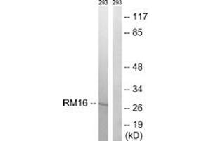 Western Blotting (WB) image for anti-Mitochondrial Ribosomal Protein L16 (MRPL16) (AA 171-220) antibody (ABIN2890050) (MRPL16 antibody  (AA 171-220))