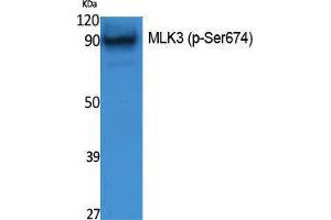 Western Blotting (WB) image for anti-Mitogen-Activated Protein Kinase Kinase Kinase 11 (MAP3K11) (pSer674) antibody (ABIN3179855) (MAP3K11 antibody  (pSer674))