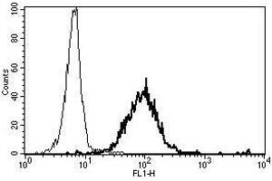 A typical staining pattern with the B-E3 monoclonal antibody of granulocytes (MME antibody)