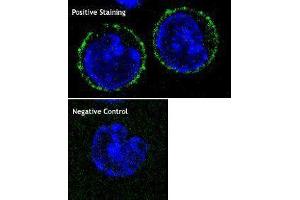 Immunofluorescence (IF) image for anti-CD8b Molecule (CD8B) antibody (ABIN2664869) (CD8B antibody)