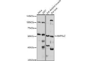 Western blot analysis of extracts of various cell lines, using AMPKα2 antibody (ABIN6129903, ABIN6146170, ABIN6146172 and ABIN6218273) at 1:1000 dilution. (PRKAA2 antibody  (AA 343-552))