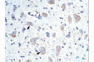 Image no. 1 for anti-Kv Channel Interacting Protein 1 (KCNIP1) (N-Term) antibody (ABIN202072) (KCNIP1 antibody  (N-Term))