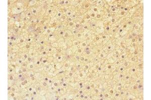 Immunohistochemistry of paraffin-embedded human adrenal gland tissue using ABIN7143271 at dilution of 1:100 (ADAMTSL4 antibody  (AA 795-1074))