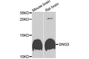 Western blot analysis of extracts of various cell lines, using GNG3 antibody. (GNG3 antibody)