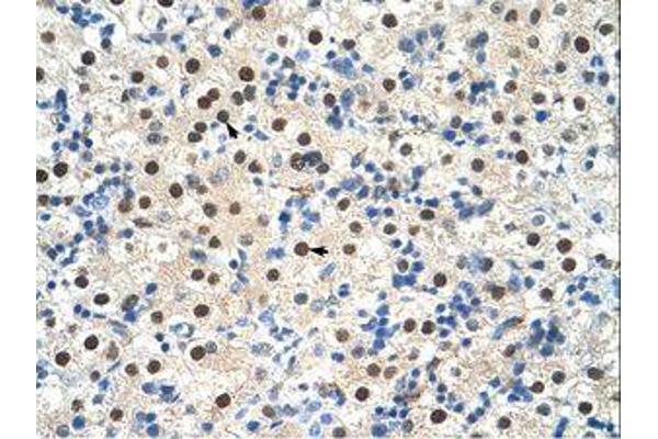 ZNF326 antibody  (C-Term)
