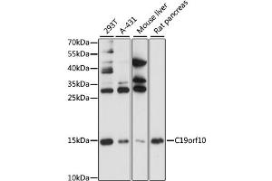Western blot analysis of extracts of various cell lines, using C19orf10 antibody (ABIN1871376) at 1:1000 dilution.
