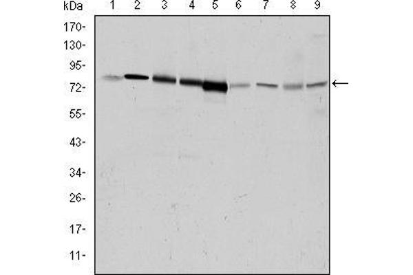 GRK2 antibody