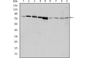 Western blot analysis using GRK2 mouse mAb against Hela (1), Jurkat (2), MOLT4 (3), RAJI (4), THP-1 (5), L1210 (6), Cos7 (7), PC-12 (8), and NIH/3T3 (9) cell lysate. (GRK2 antibody)