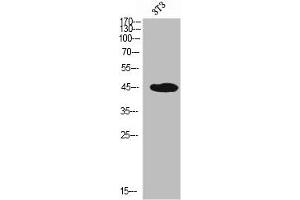 Western Blot analysis of NIH-3T3 cells using PSGL-1 Polyclonal Antibody (SELPLG antibody  (N-Term))