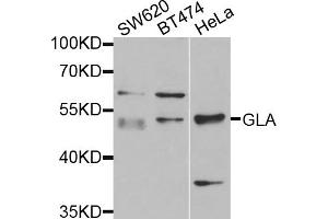 Western blot analysis of extracts of various cell lines, using GLA antibody (ABIN1875410) at 1:1000 dilution. (GLA antibody)