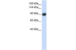 RAD54B antibody used at 1 ug/ml to detect target protein.