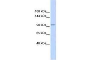 Image no. 1 for anti-Potassium Channel Tetramerisation Domain Containing 19 (KCTD19) (AA 36-85) antibody (ABIN6740505) (KCTD19 antibody  (AA 36-85))