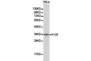 Western Blotting (WB) image for anti-F11 Receptor (F11R) antibody (ABIN1872624)