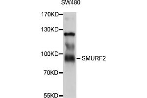 Western blot analysis of extracts of SW480 cells, using SMURF2 antibody (ABIN5998898) at 1/1000 dilution. (SMURF2 antibody)