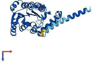 HSD17B3 Protein (AA 1-310) (His tag)
