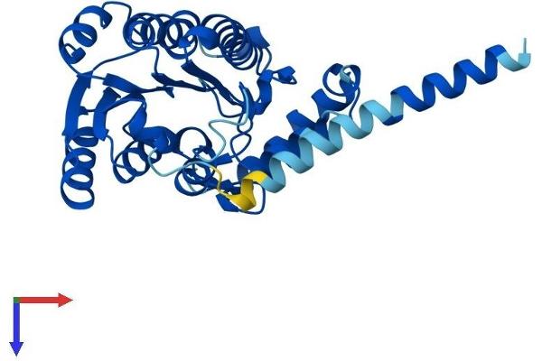 HSD17B3 Protein (AA 1-310) (His tag)