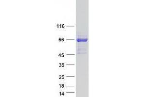 Validation with Western Blot (MAP3K19 Protein (Transcript Variant 2) (Myc-DYKDDDDK Tag))