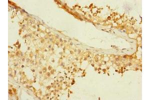 Immunohistochemistry of paraffin-embedded human testis tissue using ABIN7145902 at dilution of 1:100 (BTNL3 antibody  (AA 18-237))