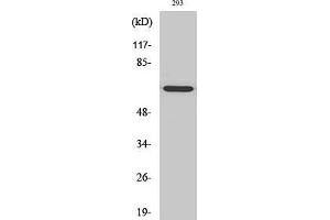 Western Blot (WB) analysis of 293 cells using GNL3L Polyclonal Antibody. (GNL3L antibody  (Internal Region))