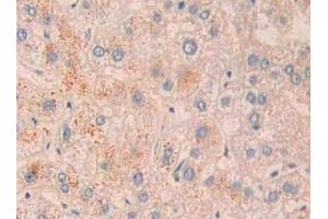 Detection of CD10 in Human Liver Tissue using Polyclonal Antibody to Neprilysin (CD10) (MME antibody  (AA 382-538))