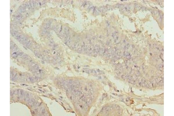 WDR53 antibody  (AA 1-200)