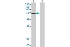 Western Blot analysis of ZNF433 expression in transfected 293T cell line by ZNF433 MaxPab polyclonal antibody. (ZNF433 antibody  (AA 1-638))