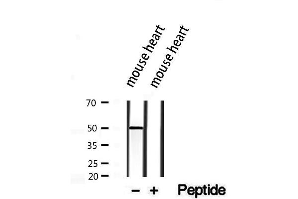 CRLS1 antibody  (Internal Region)