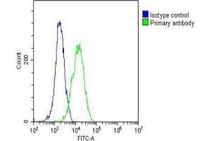 Overlay histogram showing U-2OS cells stained with (ABIN6242352 and ABIN6577162)(green line). (GARS antibody  (AA 15-305))
