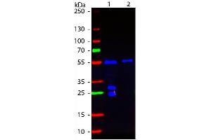 Western blot of Fluorescein conjugated Goat F(ab’)2 Anti-Hamster IgG Pre-Adsorbed secondary antibody. (Goat anti-Armenian Hamster IgG (Heavy & Light Chain) Antibody (FITC) - Preadsorbed)
